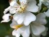 <img100*0:stuff/Flowers_of_a_Softer_Variety.jpg>