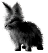 <img:stuff/FluffyBunnyBlkRev.png>