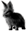 <img:stuff/FluffyBunnyBlkRevSM.png>