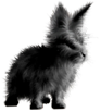 <img:stuff/FluffyBunnyBlkSM.png>