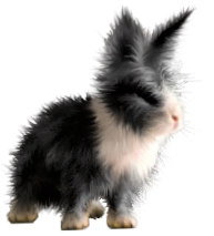 <img:stuff/FluffyBunnyBlknWhDutch.png>