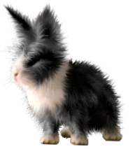 <img:stuff/FluffyBunnyBlknWhDutchRev.png>