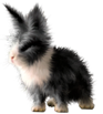 <img:stuff/FluffyBunnyBlknWhDutchRevSM.png>