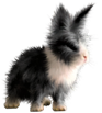 <img:stuff/FluffyBunnyBlknWhDutchSM.png>