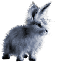 <img:stuff/FluffyBunnyBlueSilver.png>