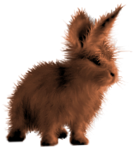 <img:stuff/FluffyBunnyChestnut.png>