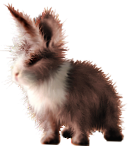 <img:stuff/FluffyBunnyRustyDutchRev.png>