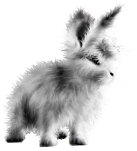 <img:stuff/FluffyBunnySilver.png>
