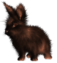 <img:stuff/FluffyBunnySunburntBlkRev.png>