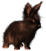 <img:stuff/FluffyBunnySunburntBlkSM.png>