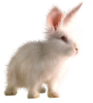 <img:stuff/FluffyBunnyWhite.png>