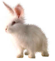 <img:stuff/FluffyBunnyWhiteRev.png>