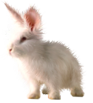 <img:stuff/FluffyBunnyWhiteRevSM.png>