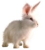 <img:stuff/FluffyBunnyWhiteSM.png>
