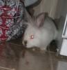 <img0*100:stuff/Fluffy_White_Rabbit_Face.jpg>