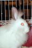 <img0*100:stuff/Fluffy_White_rabbit_face_side.jpg>