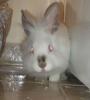 <img0*100:stuff/Fluffy_white_Rabbit_face.jpg>