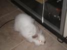 <img0*100:stuff/Fluffy_white_Rabbit_from_above.jpg>