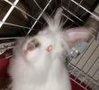 <img0*100:stuff/Fluffy_white_rabbit_Face.jpg>