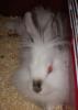 <img0*100:stuff/Fluffy_white_rabbit_face%2c_lying.jpg>