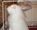 <img0*100:stuff/Fluffy_white_rabbit_face_Side.jpg>