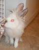 <img0*100:stuff/Fluffy_white_rabbit_face_side.jpg>