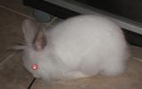 <img0*100:stuff/Fluffy_white_rabbit_side.jpg>