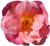 <img:stuff/Flwr1Bullet.png>