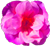 <img:stuff/Flwr2Bullet.png>