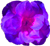 <img:stuff/Flwr4Bullet.png>