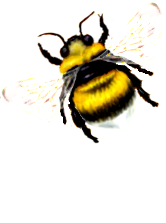 <img:stuff/FlyingBumblebeeWhTail_left.png>
