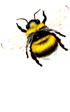 <img:stuff/FlyingBumblebeeWhTail_left_Xsm.png>