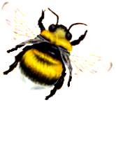 <img:stuff/FlyingBumblebeeWhTail_right.png>