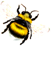 <img:stuff/FlyingBumblebeeWhTail_right_SM.png>