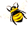 <img:stuff/FlyingBumblebee_left_SM.png>