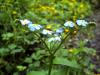 Forget-Me-Not.