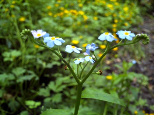 <img500*375:stuff/Forget-Me-Not..jpg>