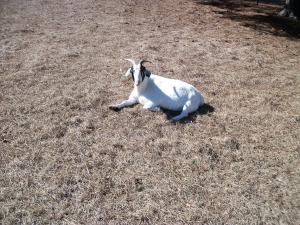 <img300*0:stuff/Franky.jpg>