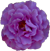<img:stuff/FrillyFlwrBullet1.png>