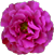 <img:stuff/FrillyFlwrBullet5.png>
