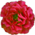 <img:stuff/FrillyFlwrBullet6.png>