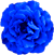 <img:stuff/FrillyFlwrBullet8.png>