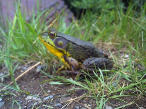 <img500*375:stuff/Frog._.jpg>
