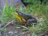 Frog._