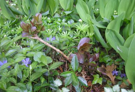 <img0*300:stuff/G-May22%2707%205a.jpg>