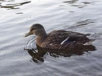 <img200*0:stuff/GMducktrin.jpg>