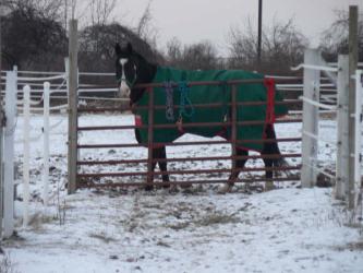 <img0*250:stuff/Gate_Guarder.jpg>