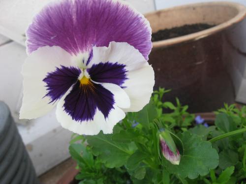 <img500*375:stuff/Giant_Pansy.jpg>