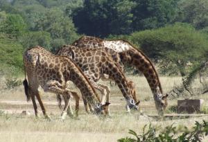 <img300*0:stuff/GiraffesTK.jpg>