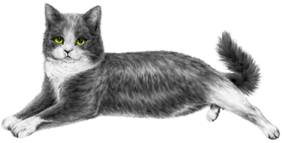 <img:stuff/GrNWhCat400.png>